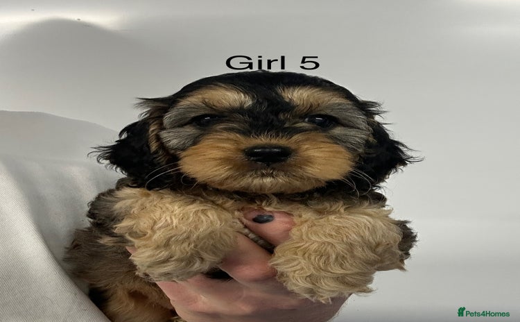 Cockapoo dogs - Advert 5