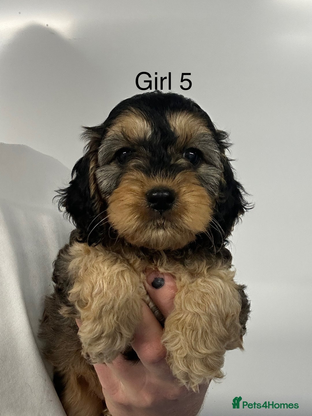 Cockapoo dogs for sale: Stunning Cockapoo Puppies - DNA tested parents - Image 3