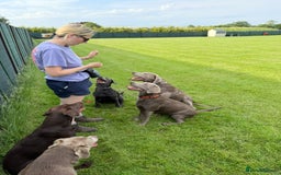 Labrador Retriever dogs for sale: Highest Health Tested Silver Puppies  - Image 6