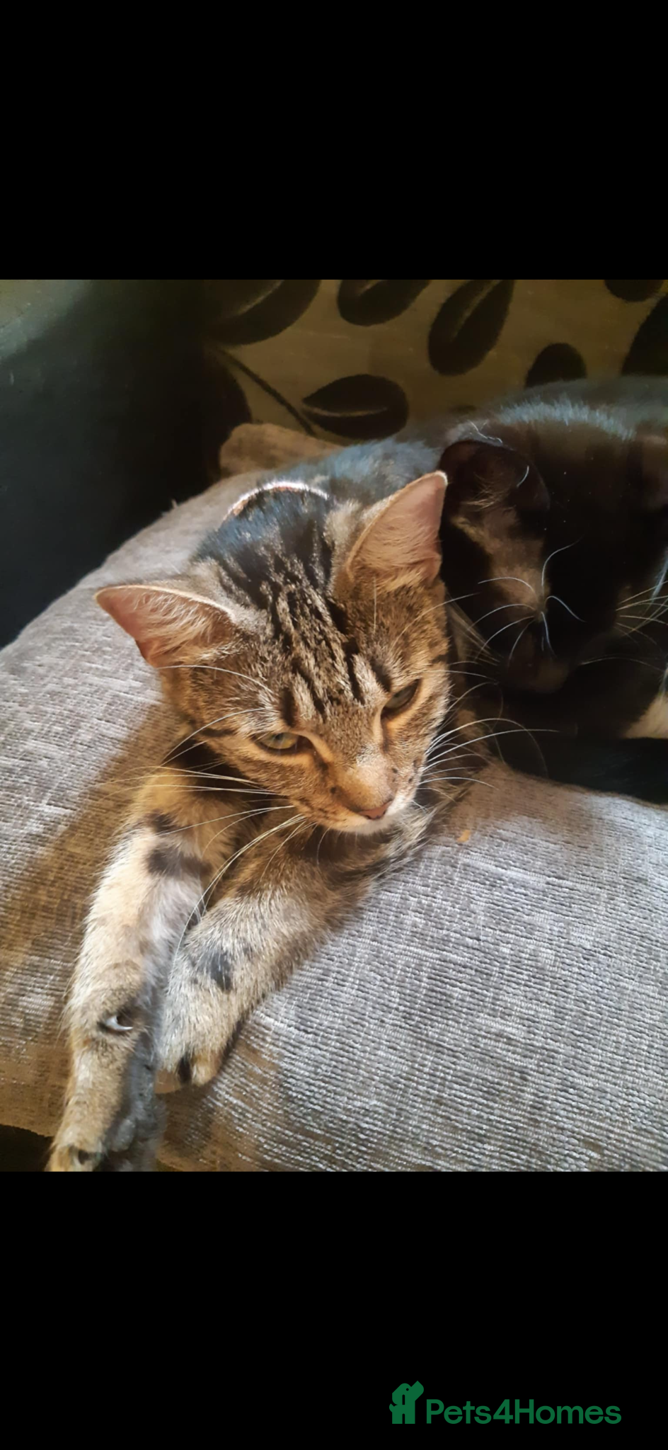 Mixed Breed cats Tabby/maine coon - Advert 1