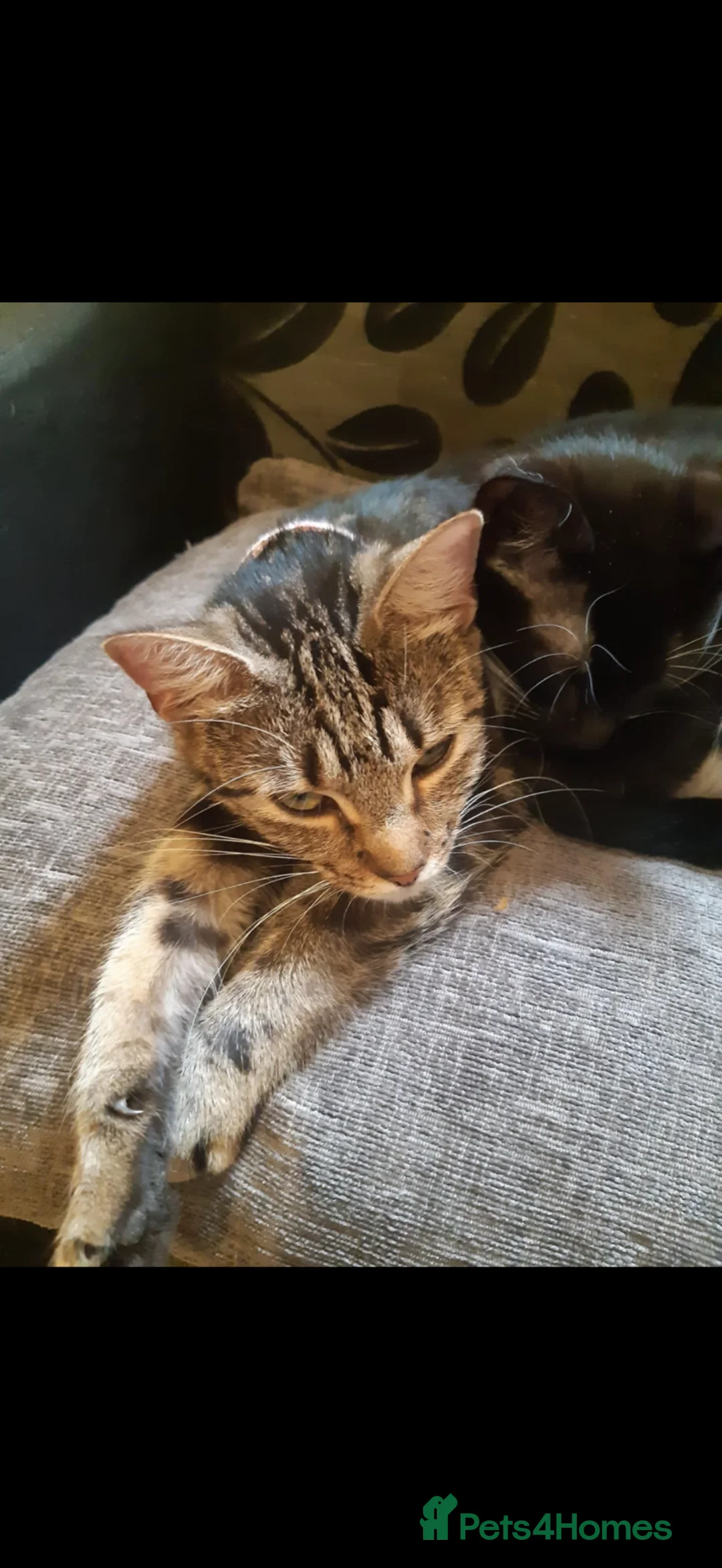 Mixed Breed cats for sale: Tabby/maine coon in Ossett - Advert 1