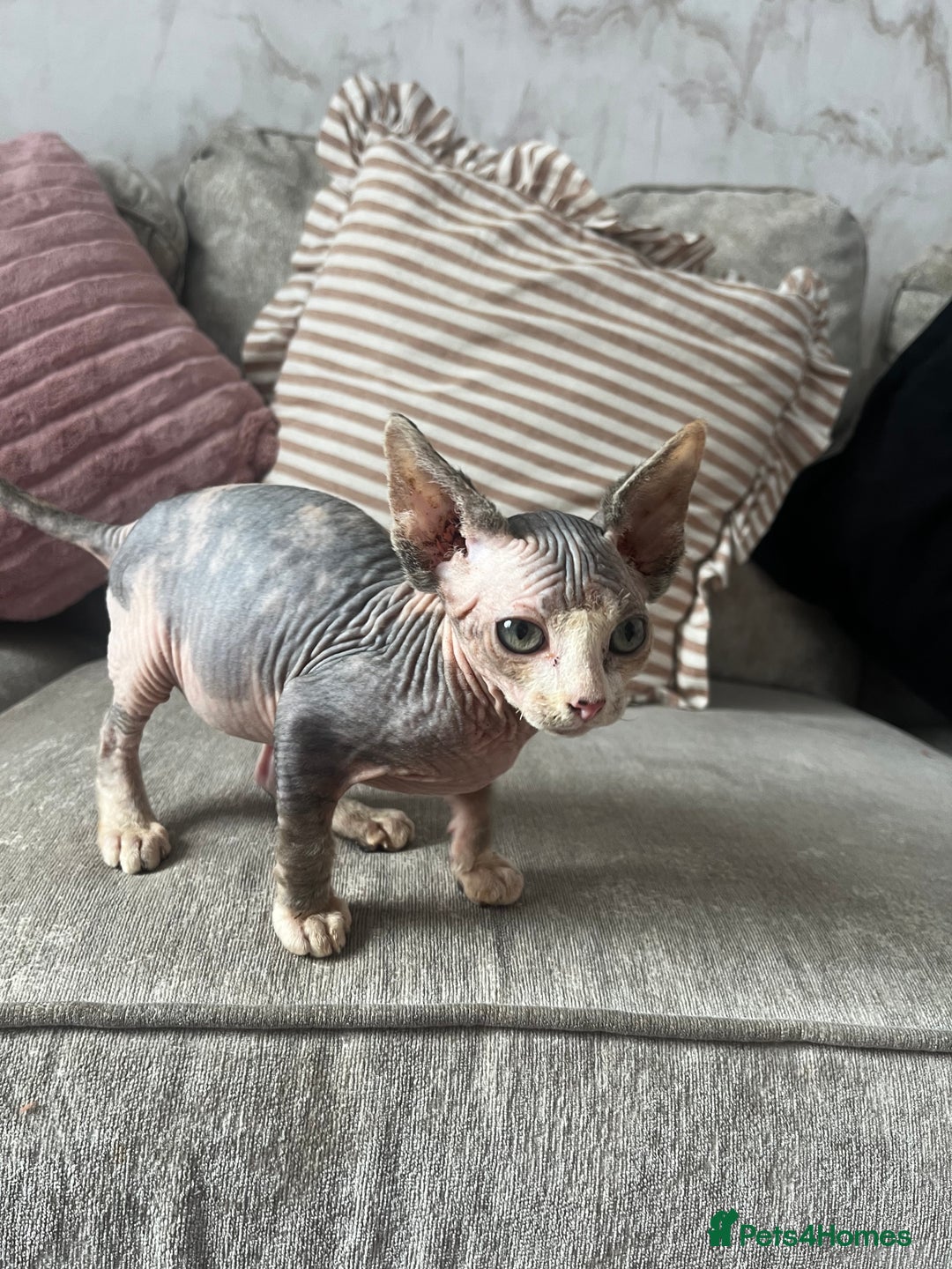 Sphynx cats for sale: Sphynx  - Image 2