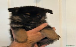 German Shepherd dogs for sale: GERMAN SHEPHERD  - Image 8