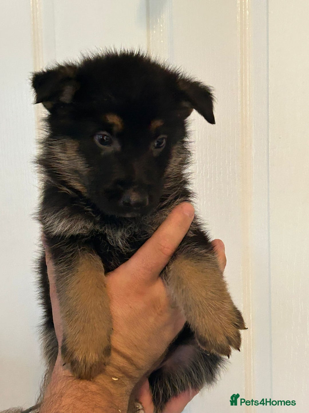 German Shepherd dogs for sale: GERMAN SHEPHERD  - Image 8