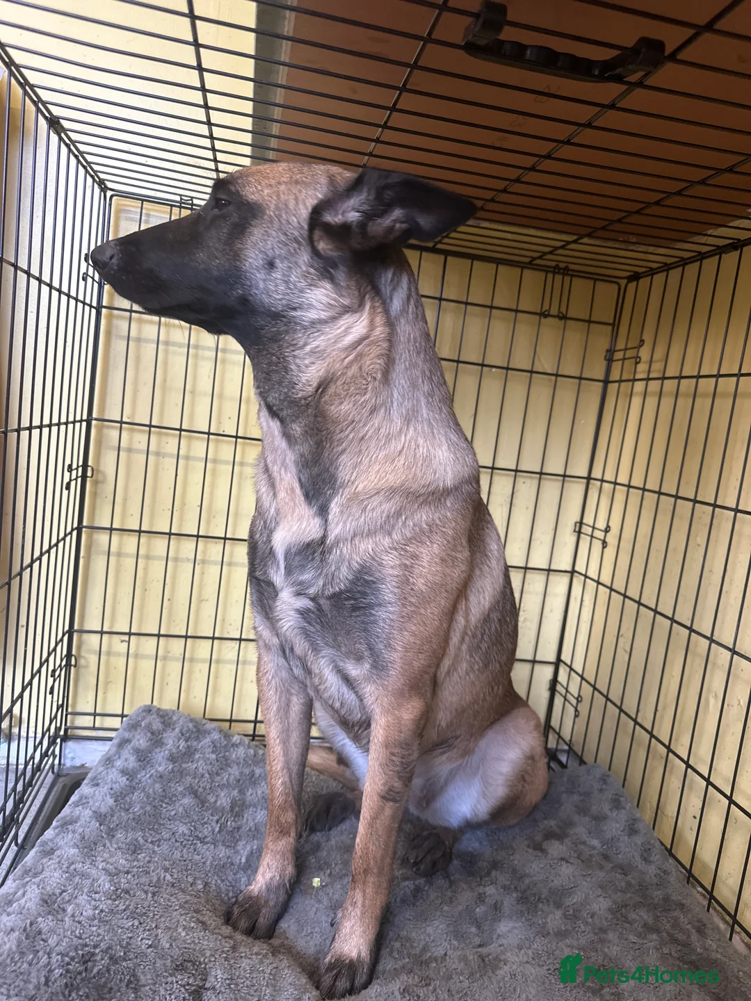 Mixed Breed dogs for sale: Belgian Malinois . Female  - Advert 4