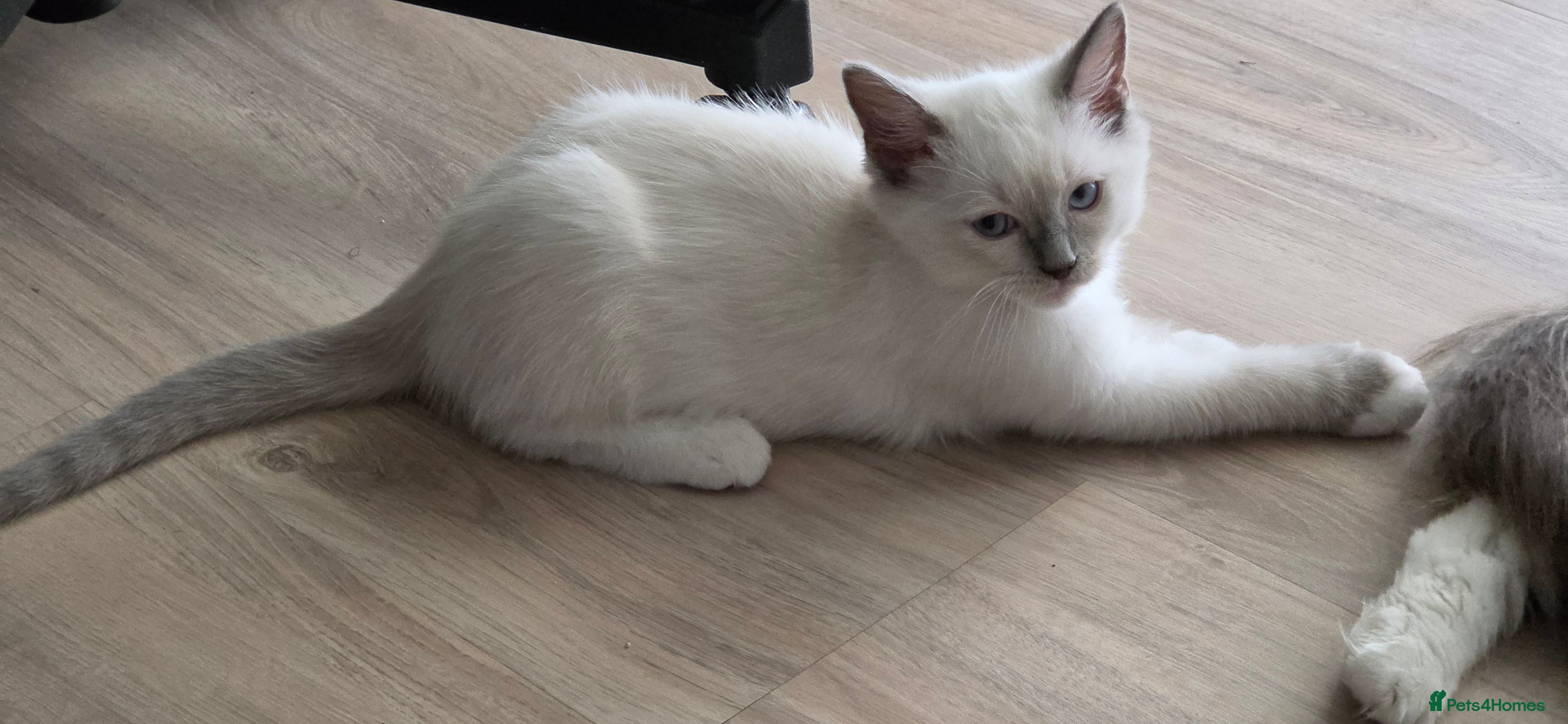 Ragdoll cats 💉🩺 Cute Ragdoll vaccinated & microchipped - Advert 2