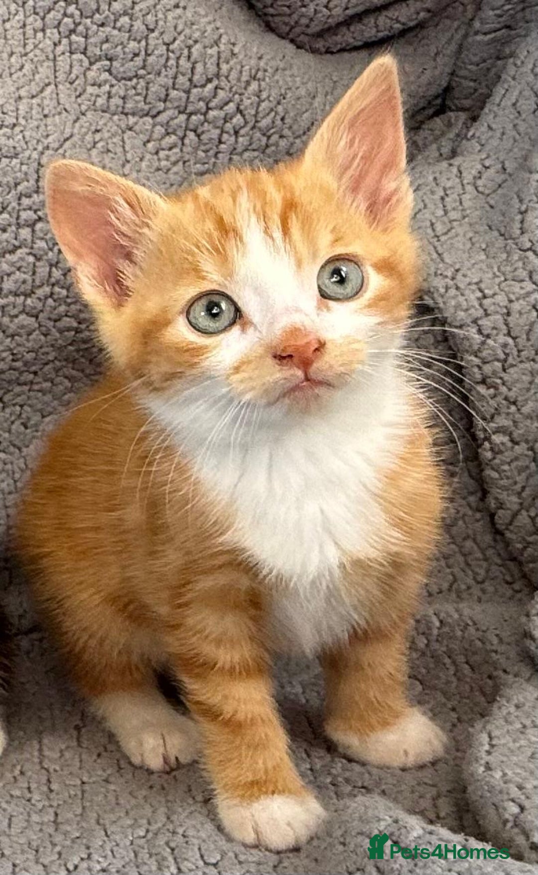 Mixed Breed cats for sale: STUNNING BOY AND GIRL KITTENS - Image 2