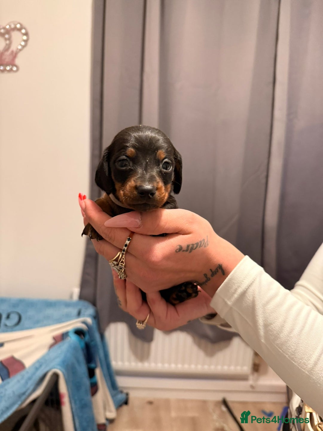 Dachshund dogs for sale: Dachshund puppies  - Advert 3