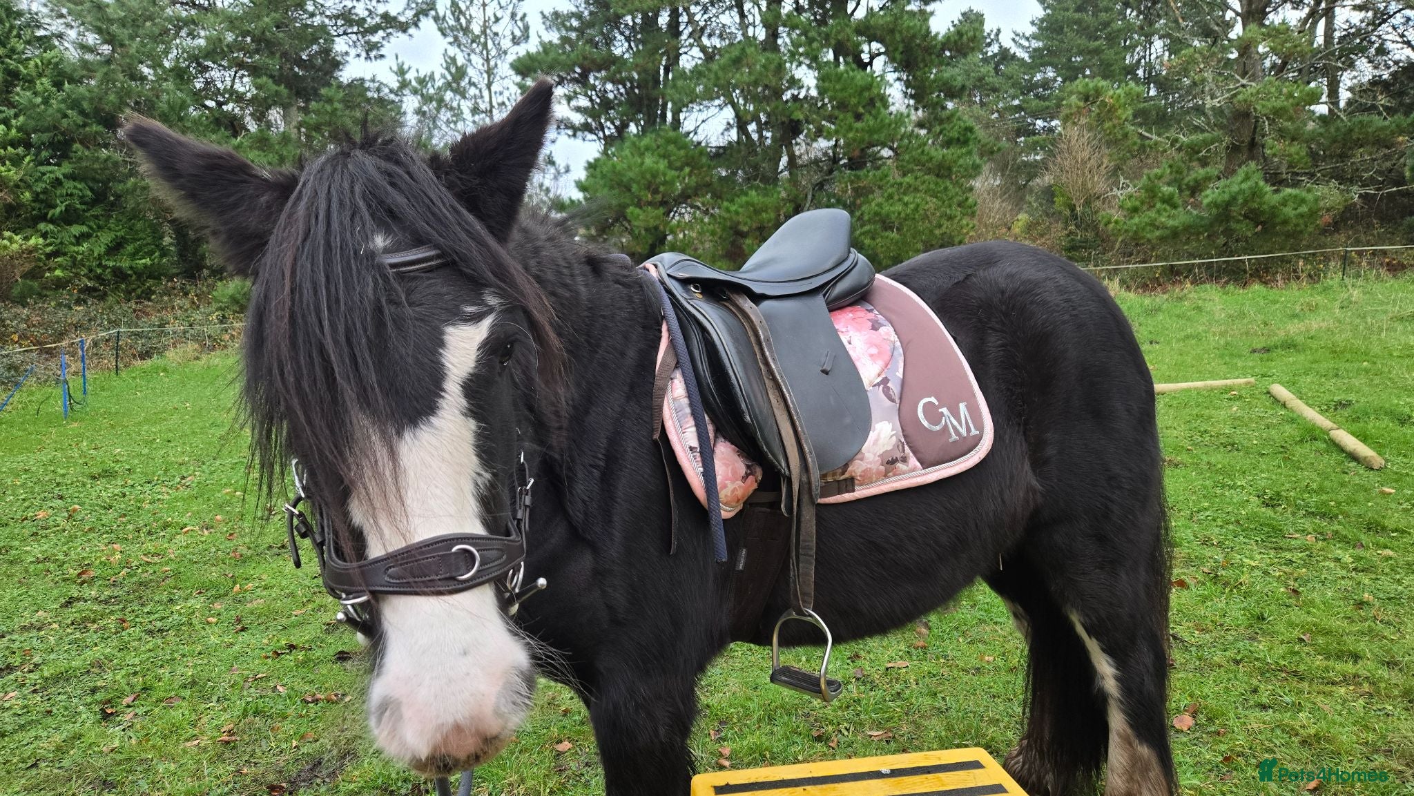 Irish Cob horses Beautiful Black Mare 13.2/3  - Advert 2
