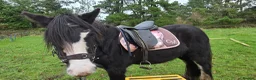 Irish Cob horses for sale: Beautiful Black Mare 13.2/3  in Helston - Advert 1