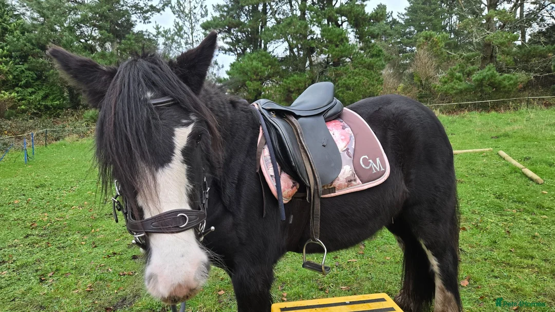 Irish Cob horses for sale: Beautiful Black Mare 13.2/3  in Helston - Advert 1