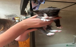 Mixed Breed cats for sale: Beautiful fluffy kittens - Image 1