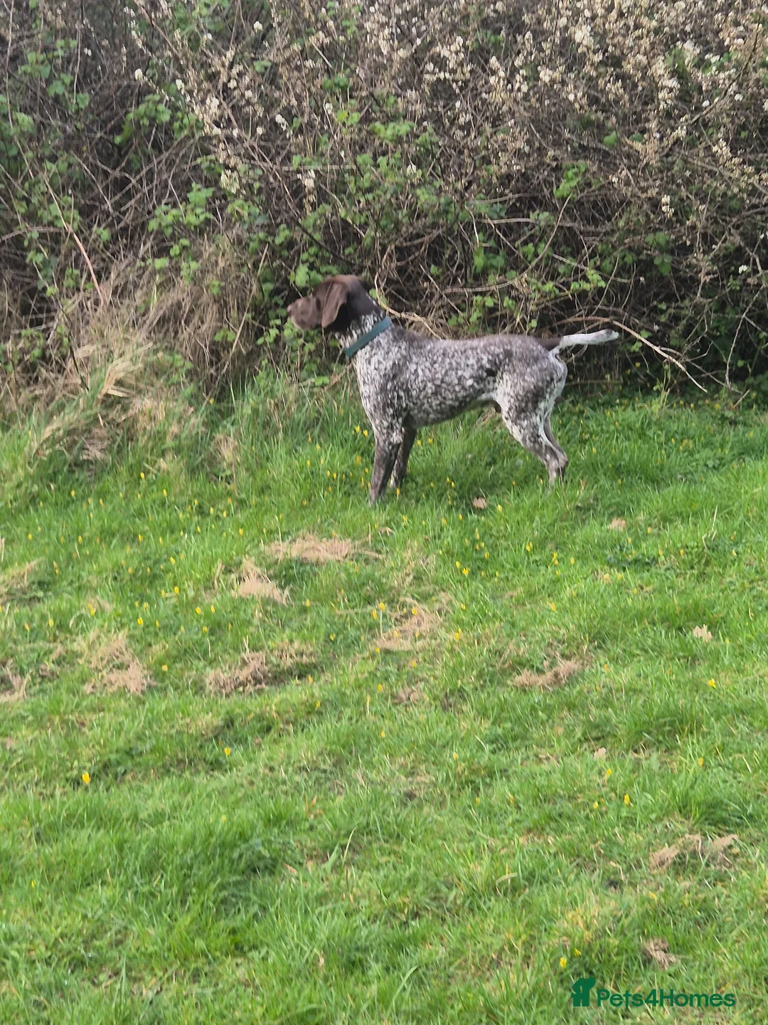 German Shorthaired Pointer dogs for stud: German Short Haired Pointer STUD - Advert 24