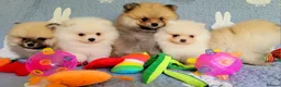 Pomeranian dogs for sale: Stunning KC Pomeranian Puppies for sale - Advert 2