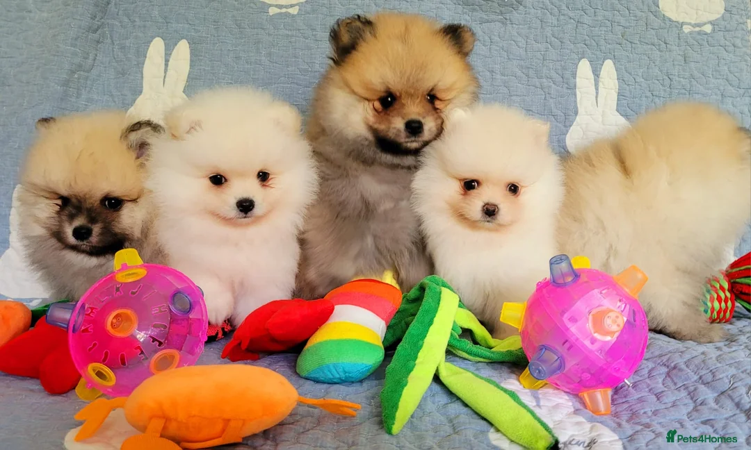 Pomeranian dogs for sale: Stunning KC Pomeranian Puppies for sale - Advert 2