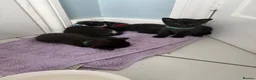 Mixed Breed cats for sale: Beautiful kittens  - Advert 19