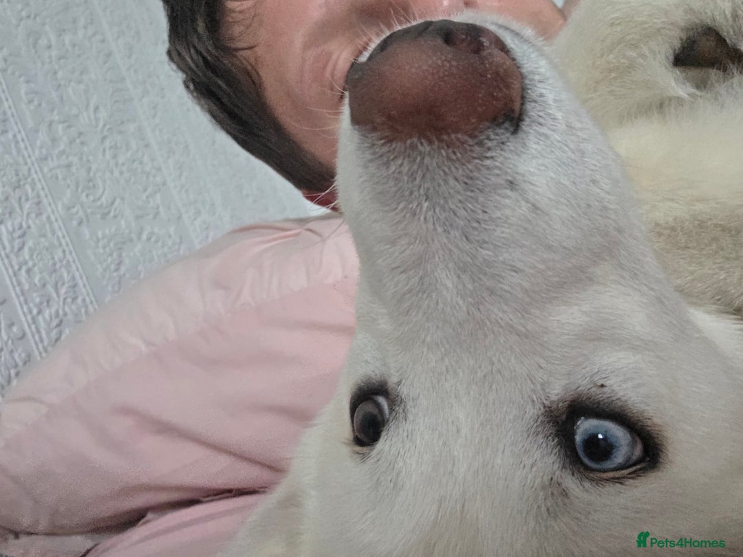 Siberian Husky dogs for sale: Skylar 7 month old white husky.  - Image 2