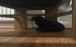 Mixed Breed cats for sale: ADORABLE KITTENS LOOKING FOR A FOREVER HOME 💗 - Image 3