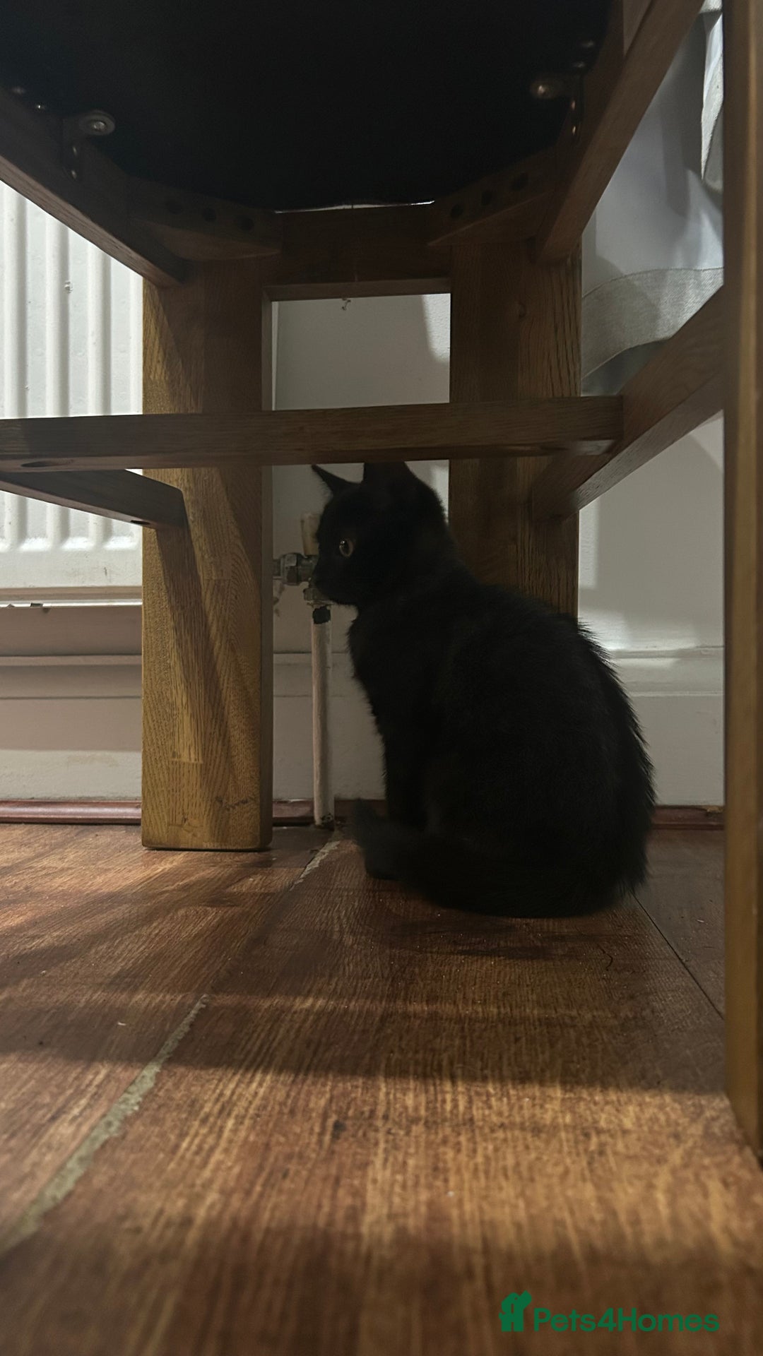 Mixed Breed cats for sale: ADORABLE KITTENS LOOKING FOR A FOREVER HOME 💗 - Image 3