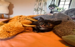 Domestic Shorthair cats for sale: Adorable Tortoiseshell Kittens - Image 11