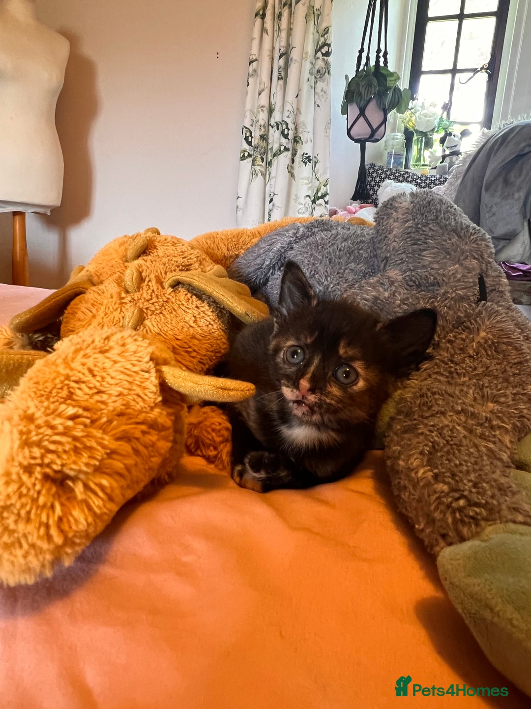 Domestic Shorthair cats for sale: Adorable Tortoiseshell Kittens - Image 11