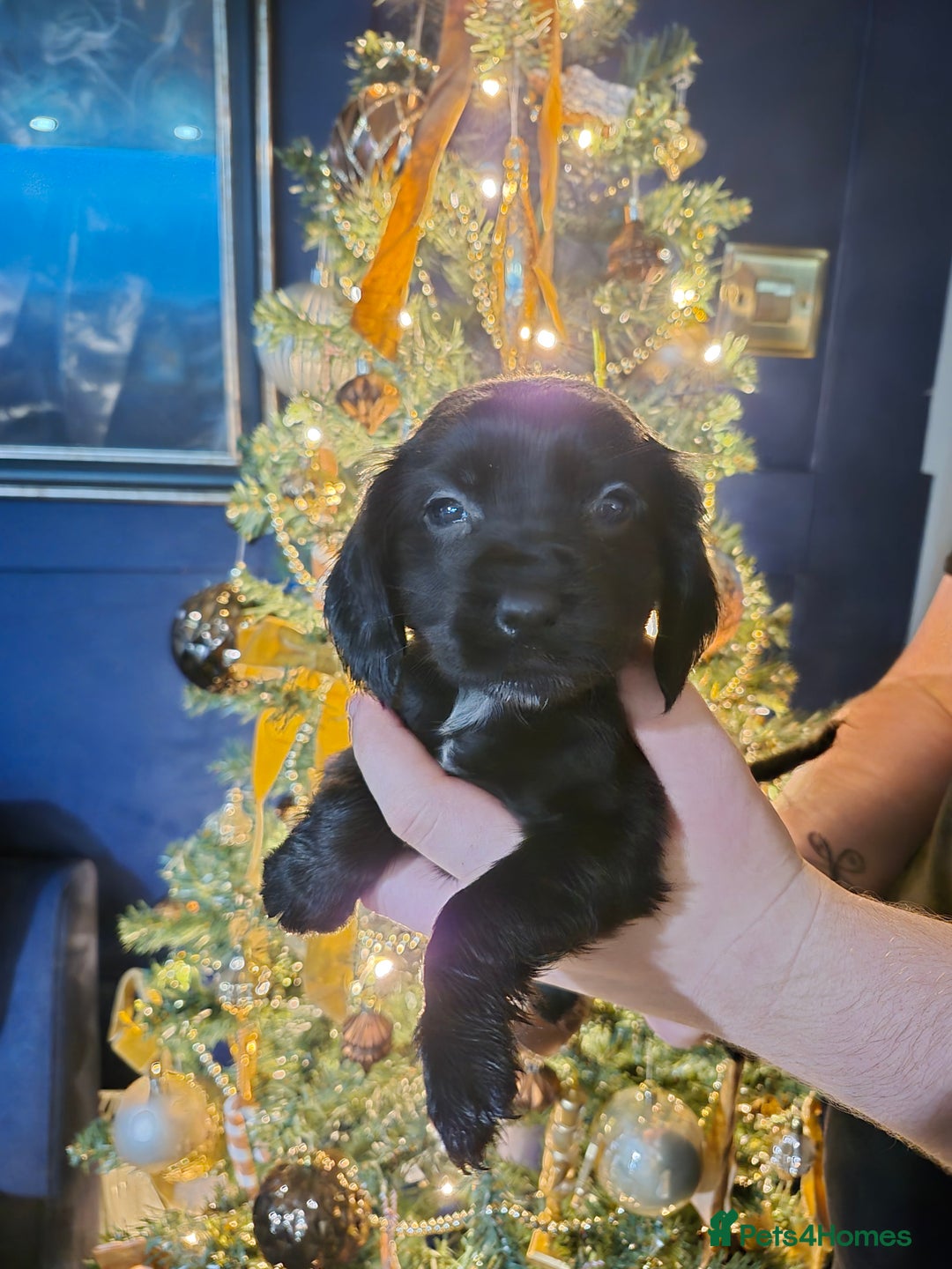 Bocker dogs for sale: Cocker spaniel X bocker pups for sale  - Advert 2