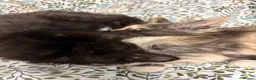 Maine Coon cats for sale: Gorgeous XL Russian Maine Coon X GCCF BSH kittens - Advert 3