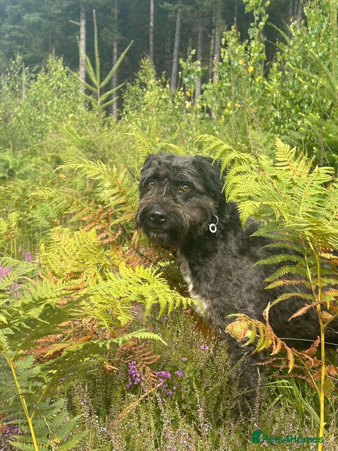 Mixed Breed dogs for adoption: Colby - Norwich Norfolk  in Norwich - Advert 23