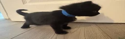 Mixed Breed cats for sale: Balinese X British short hair Black fluffy kittens - Advert 29
