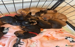 Cocker Spaniel dogs for sale: Show cocker spaniels  - Image 37