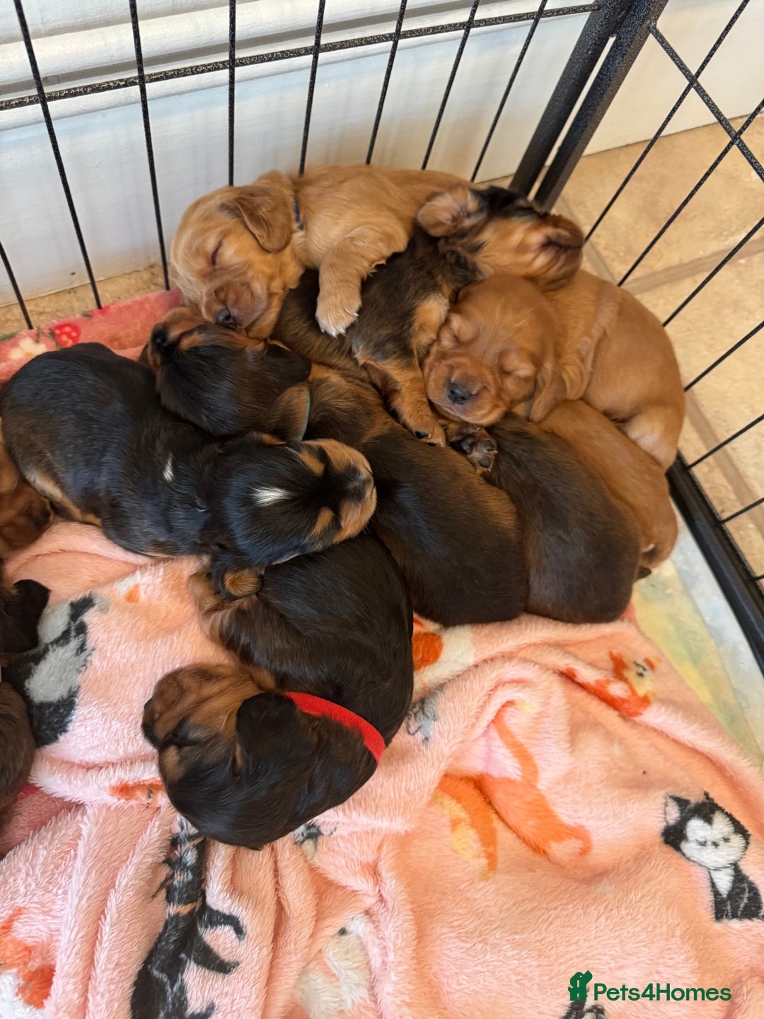 Cocker Spaniel dogs for sale: Show cocker spaniels  - Image 37