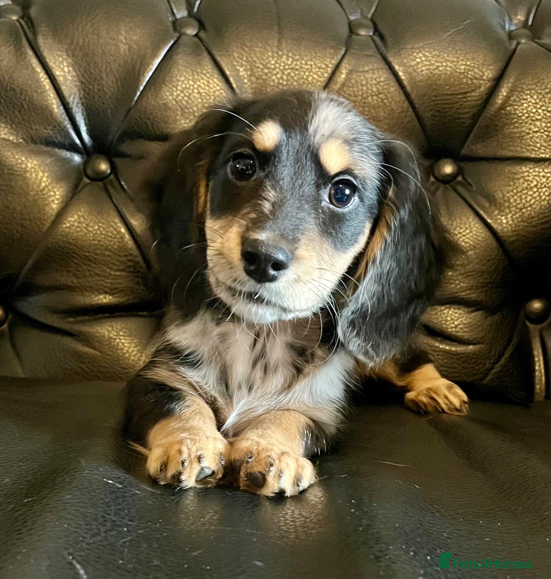 Mixed Breed dogs Working Cocker Spaniel x Longhair Dachshund - Advert 19