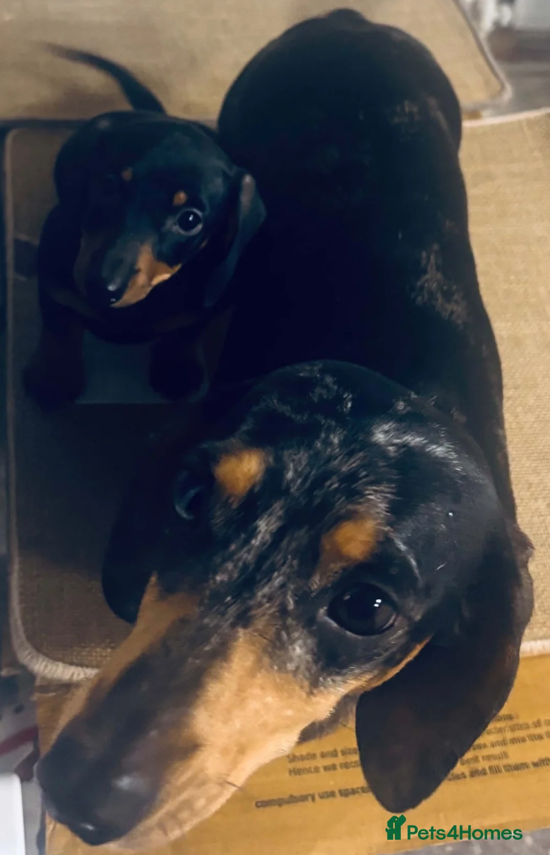 Miniature Dachshund dogs for sale: ❤️🐶Miniature dachshund pupppy ❤️🐶 - Advert 4