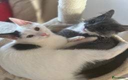 Mixed Breed cats for sale: ❤️*Blue/white & black/white friendly kittens*❤️ - Image 32