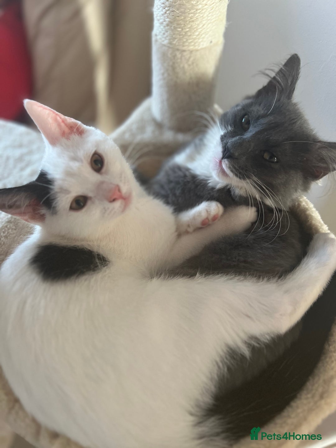 Mixed Breed cats for sale: ❤️*Blue/white & black/white friendly kittens*❤️ - Image 32