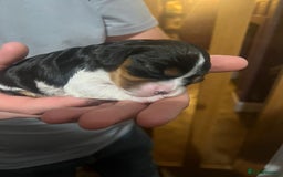 Cavalier King Charles Spaniel dogs for sale: KC REG Trio- Cavalier King Charles  - Image 1