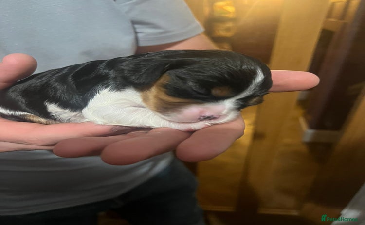 Cavalier King Charles Spaniel dogs - Advert 2