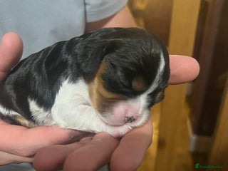 Cavalier King Charles Spaniel dogs - Advert 1