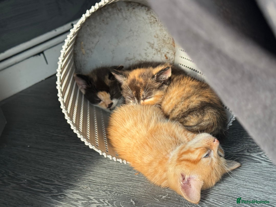 British Longhair cats for sale: Kittens for sale  - Image 3