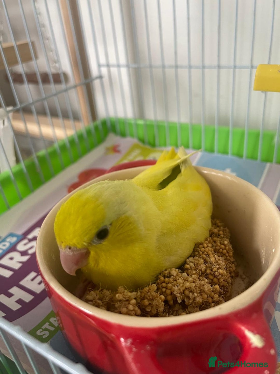 Parakeets birds for sale: Handtame parrotlet - Image 4