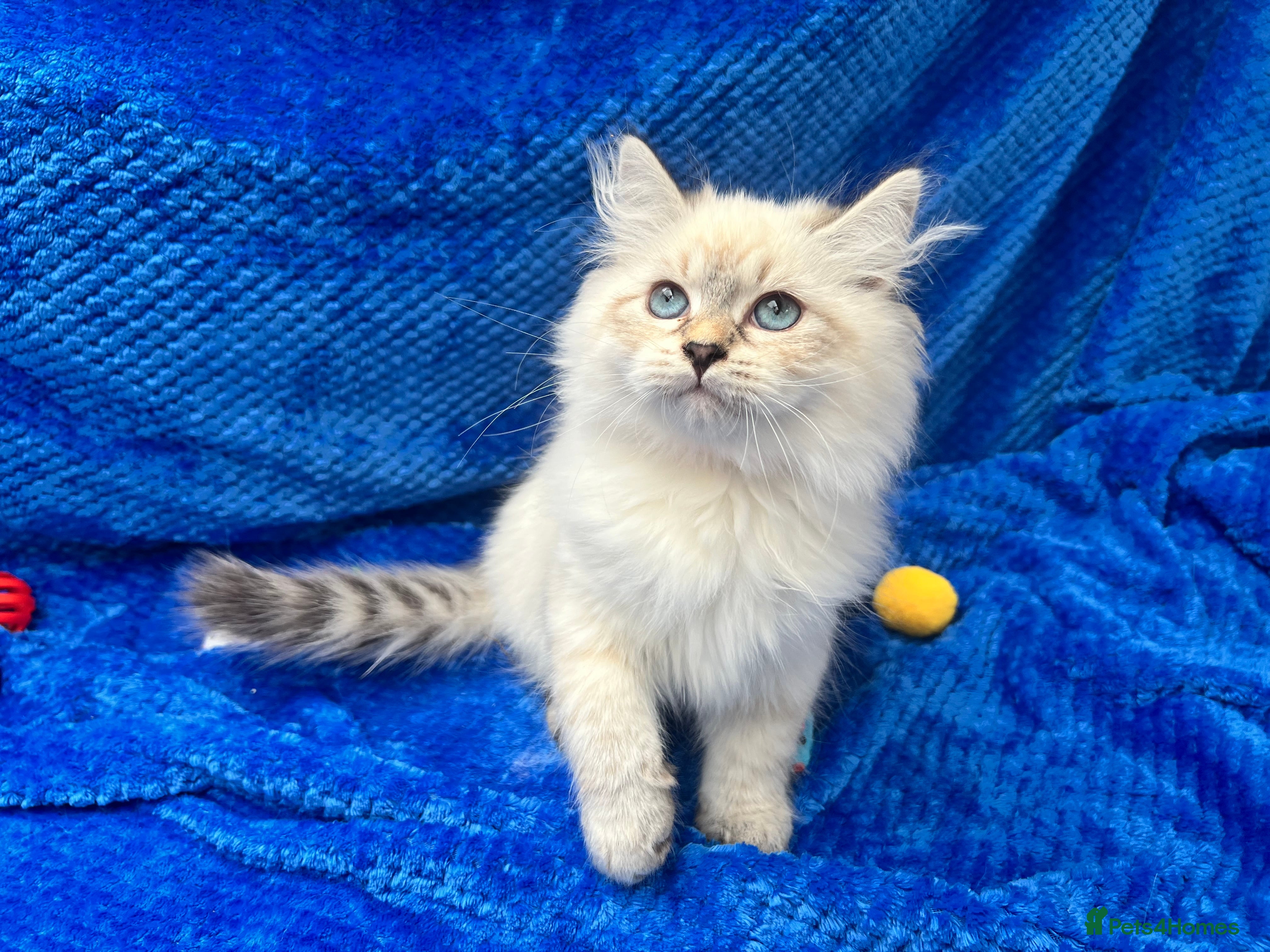 Siberian cats 💙💙Stunning GCCF Reg Siberian Babies💙💙 - Advert 2