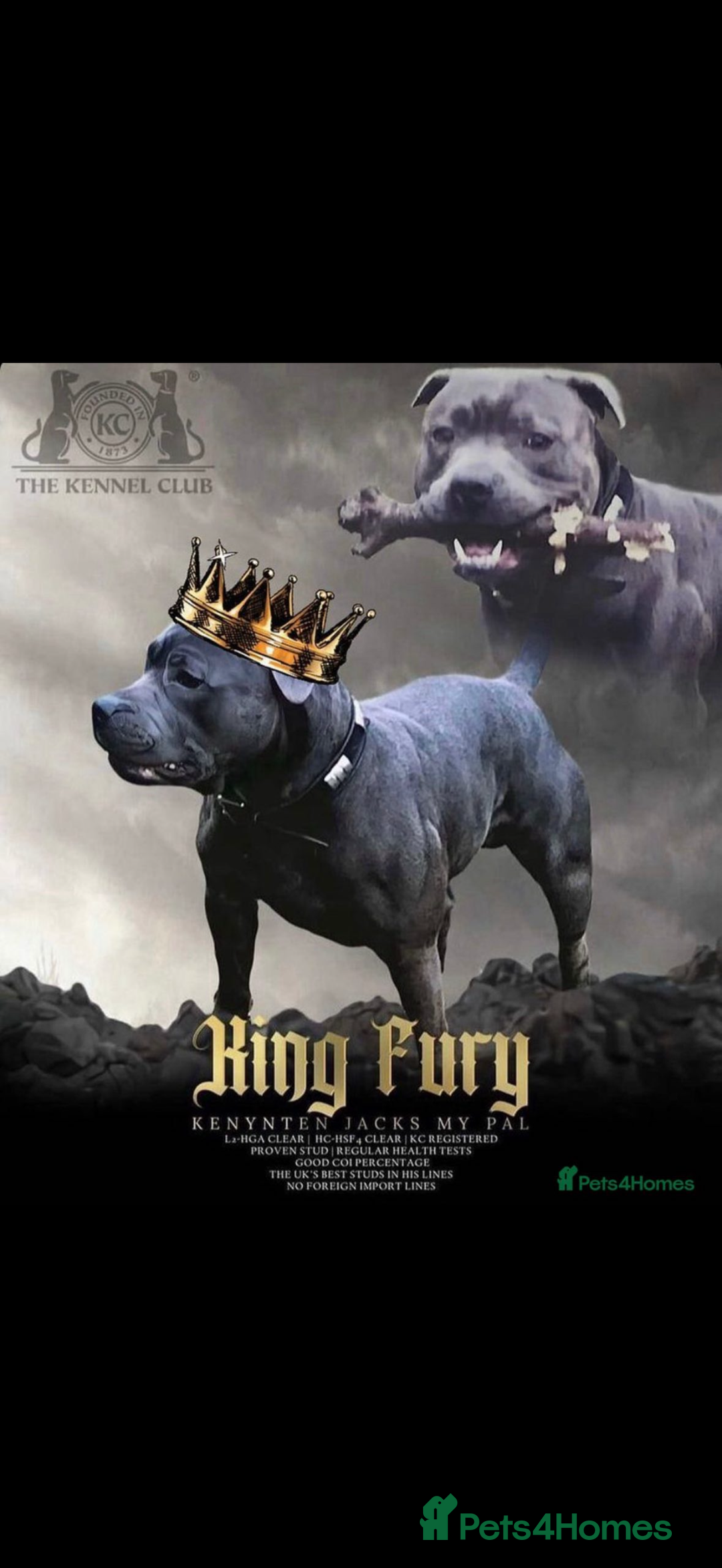 Staffordshire Bull Terrier dogs for sale: KC REGISTERED ‘KING FURY’ PUPS - Advert 2