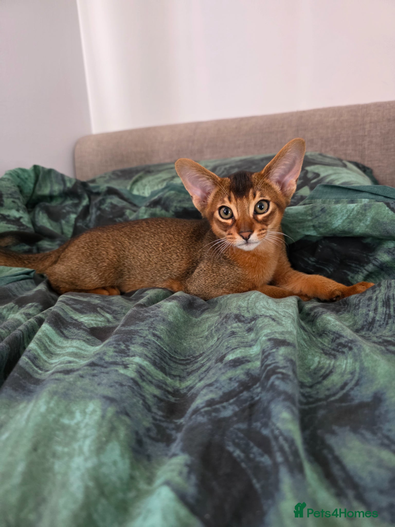 Abyssinian cats One boy left ⭐️⭐️Pure Abyssinian kittens ⭐️⭐️ - Advert 1