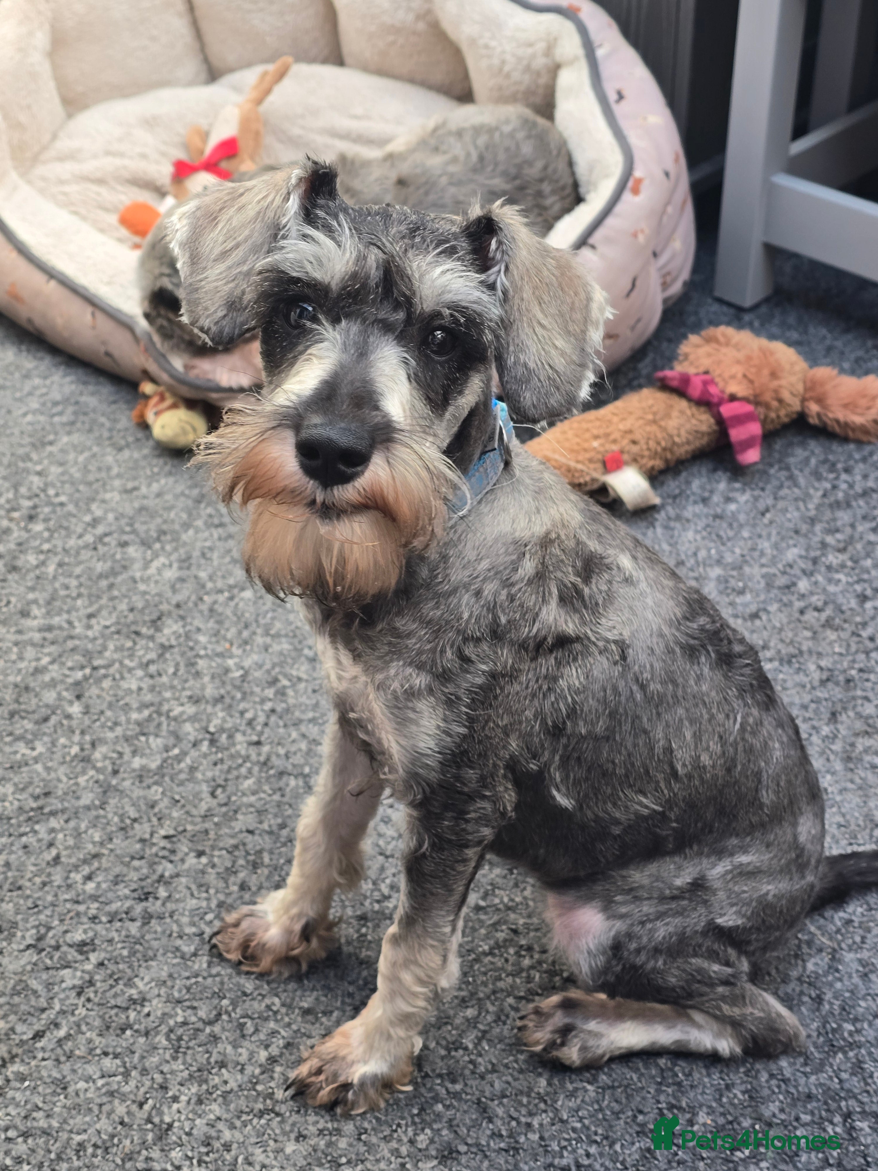 Miniature Schnauzer dogs Sweet boy - Advert 18