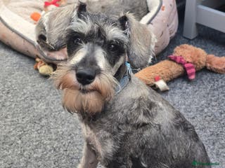 Miniature Schnauzer dogs Sweet boy - Advert 10