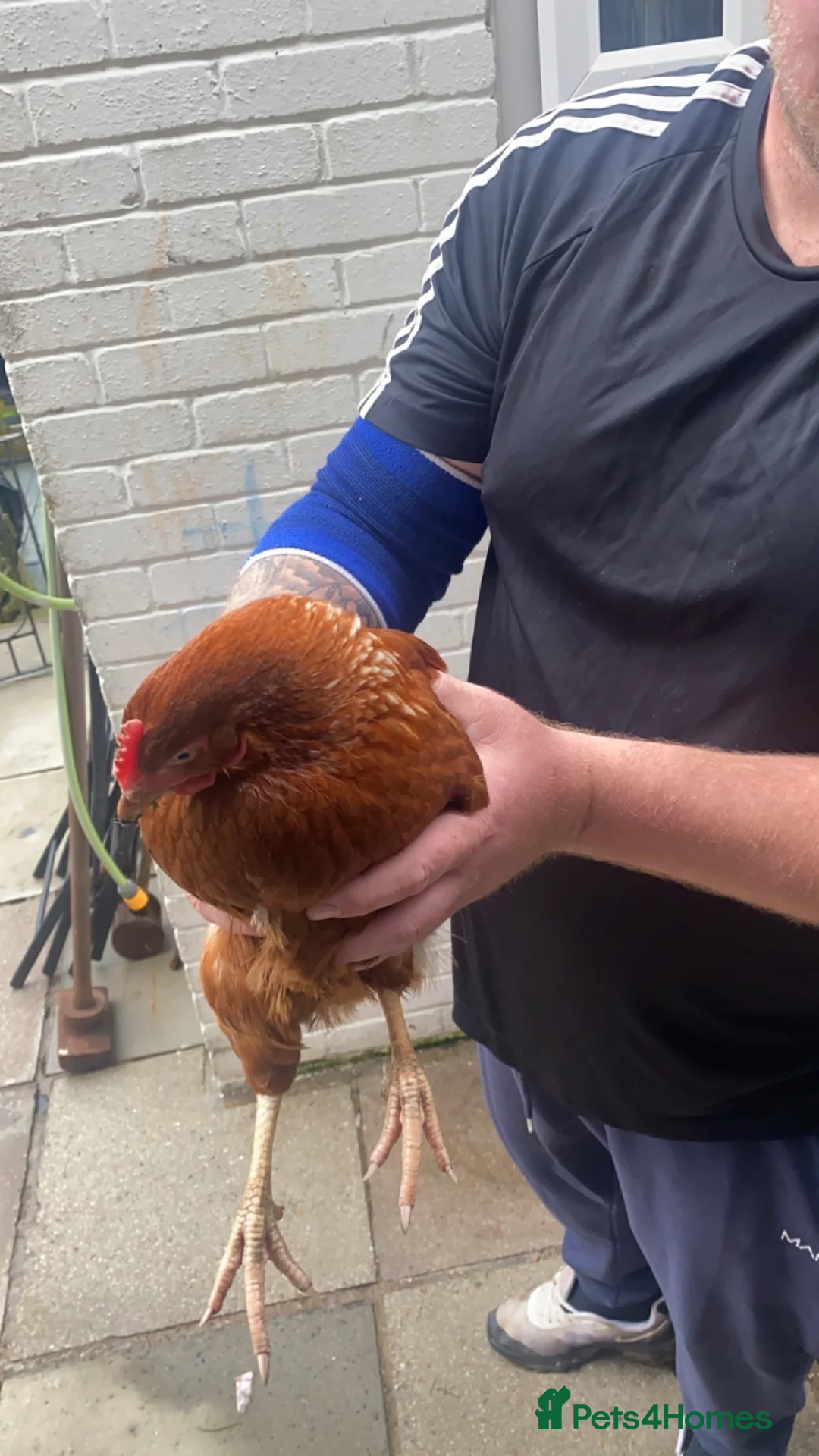 Chickens poultry for sale: 5 hens in Buxton - Advert 1
