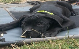 Cane Corso dogs for sale: Big Pure Cane Corso Puppies Ready Now!  - Image 27