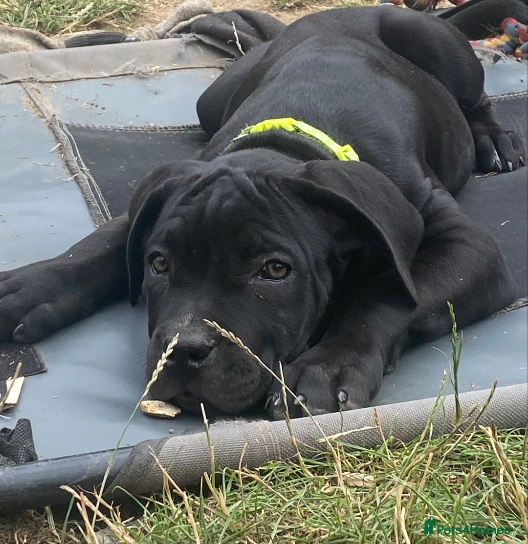 Cane Corso dogs for sale: Big Pure Cane Corso Puppies Ready Now!  - Image 27