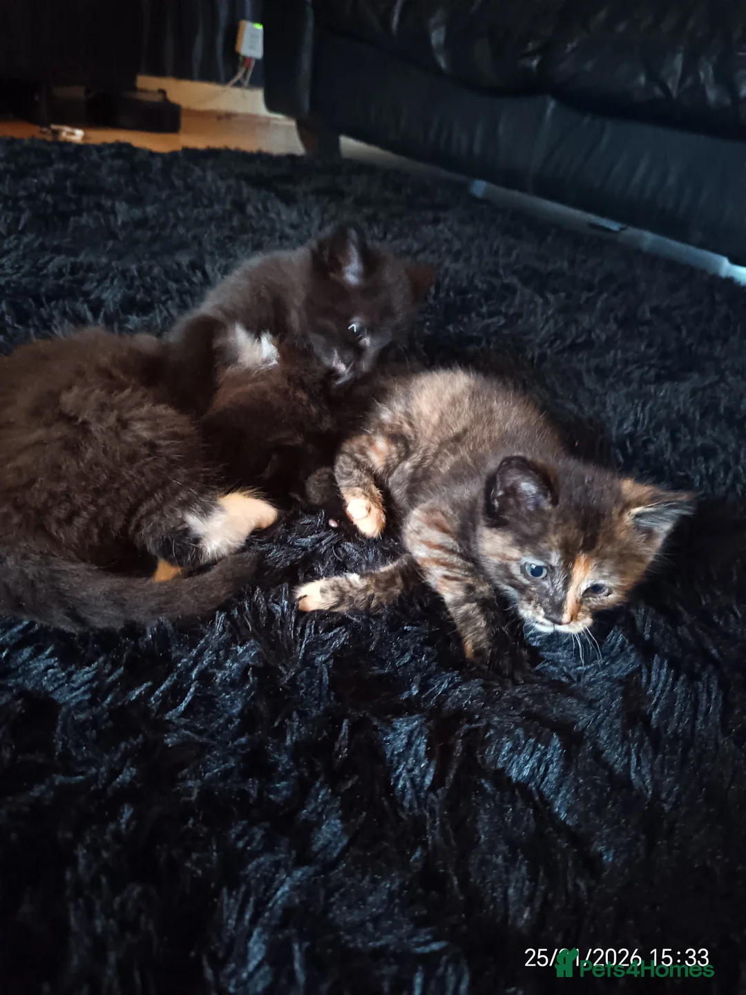 Mixed Breed cats for sale: Tortieshell female kitten - Advert 3