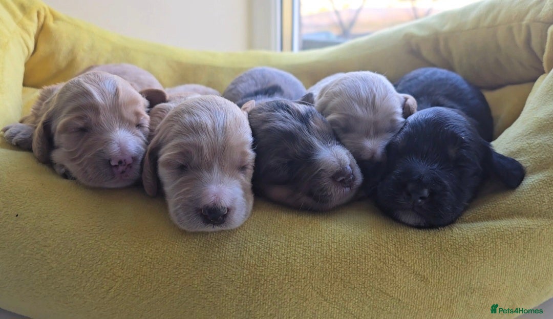 Cockapoo dogs for sale: F1 Minature Cockapoos - Image 10